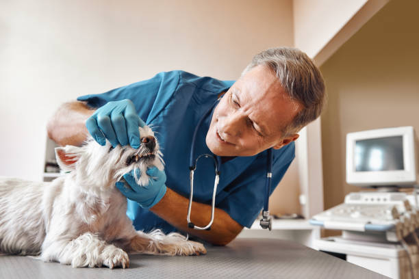 Best Broken or Chipped Tooth Repair in Hot Springs, AR